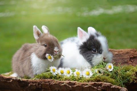 lapin nain
