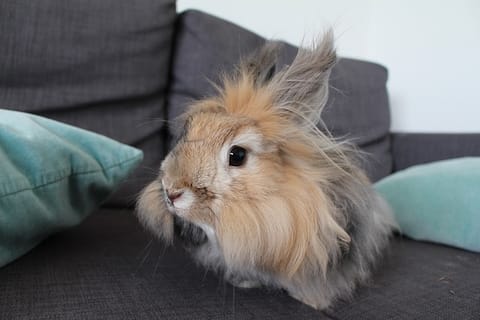 lapin nain angora