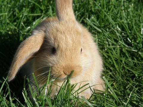 lapin nain bélier