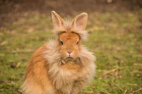 lapin nain tête de lion