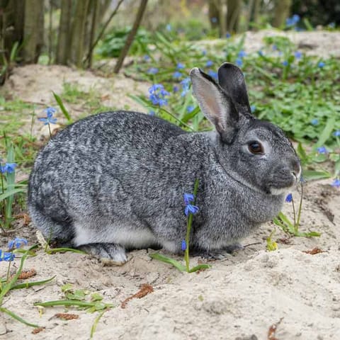 Lapin chinchilla au pelage gris moucheté, de profil sur un sol sableux parmi des fleurs bleues
