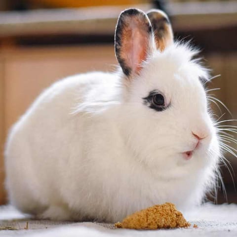 Lapin nain blanc à poil long, oreilles et contour de l'œil noirs, devant un morceau de pain sec