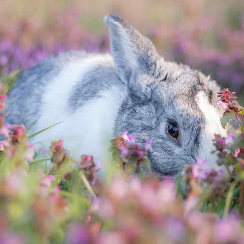 Lapin nain hollandais gris et blanc couché dans un parterre de fleurs mauves