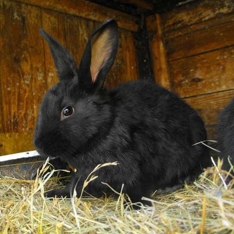 Lapin nain noir couché dans la paille d'un clapier en bois, oreilles dressées