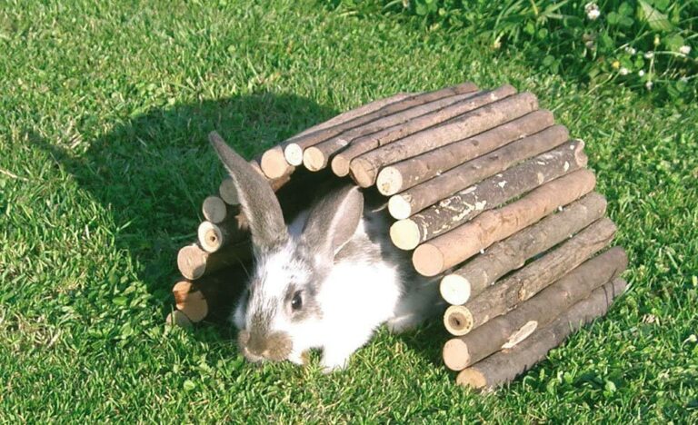 Jeux lapin : Comment créer une aire de jeux pour mon lapin nain